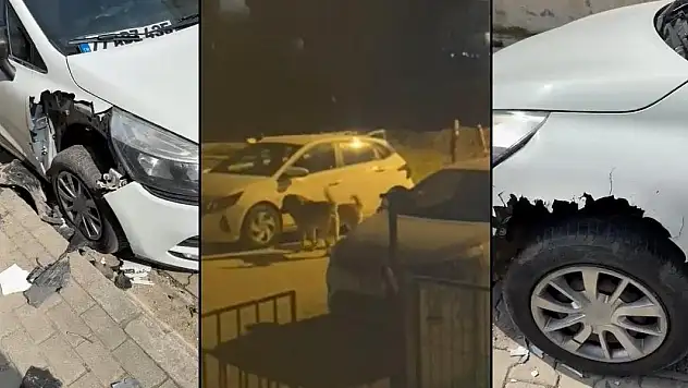 Başıboş köpekler 2 otomobili parçaladı