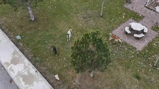 Başıboş köpekler havadaki drona saldırdı