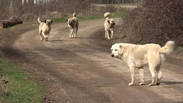 Başıboş köpeklere yönelik kanun teklifinin ilk 3 maddesi kabul edildi