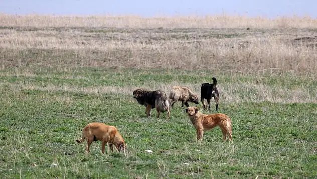 Başıboş köpeklerin saldırdığı 2 koyun telef oldu