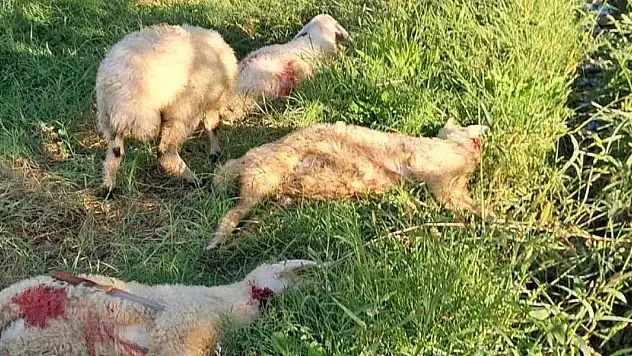 Başıboş sokak köpekleri 6 kuzuyu telef etti