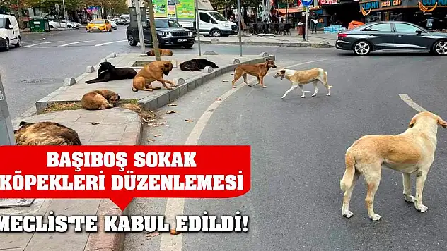 Başıboş sokak köpekleri düzenlemesi Meclis'te kabul edildi!