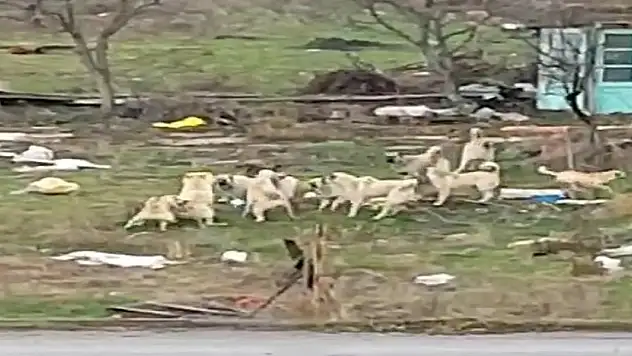 Başıboş sokak köpekleri Sazova'da korku saçıyor