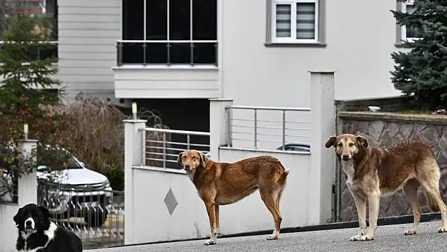 Başıboş sokak köpeklerine ilişkin düzenleme için gözler Meclis'te