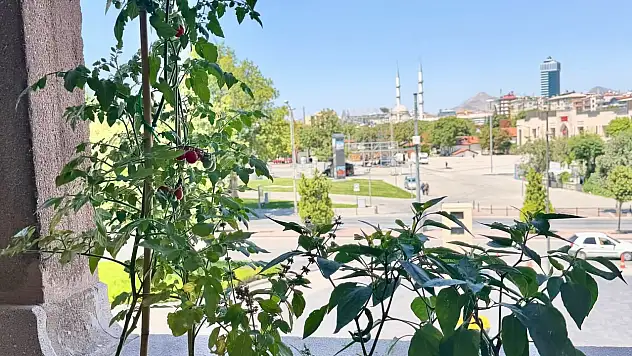 Başkan Altay mahsulleri topladı: Konyalılardan fotoğraf istedi!