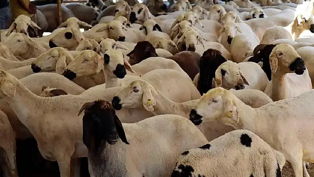 Bayramda 2,7 milyondan fazla kurbanlık satıldığı tahmin ediliyor