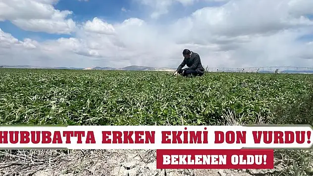 Beklenen oldu! Hububatta erken ekimi don vurdu!