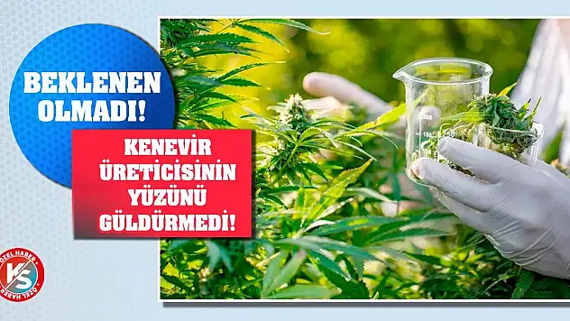 Beklenen olmadı! Kenevir üreticisinin yüzünü güldürmedi!