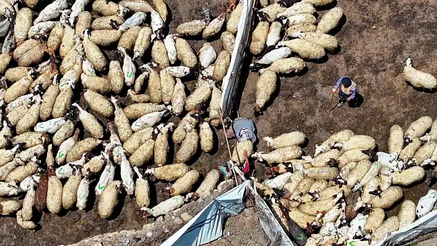 Besi organize tarım bölgesi sayısı 31'e çıkarılacak