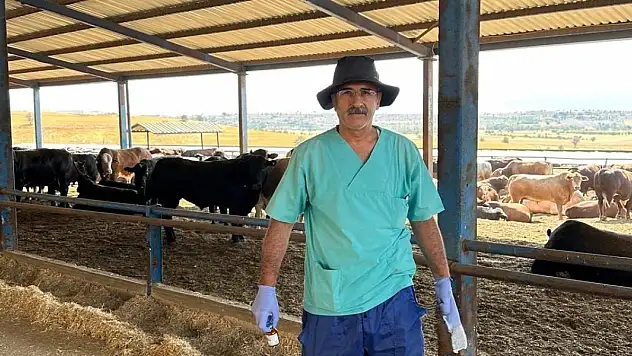 Beyşehir'de büyükbaş hayvanlar aşıyla koruma altında