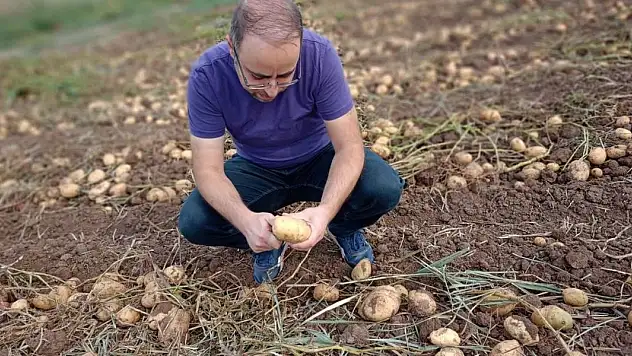 Beyşehir'de cipslik patates üretim alanlarında hasat başladı