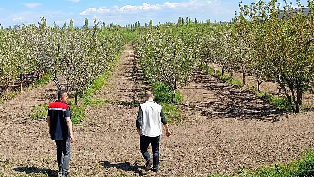 Beyşehir'de meyve bahçeleri hastalık ve zararlılara karşı yakından takip ediliyor