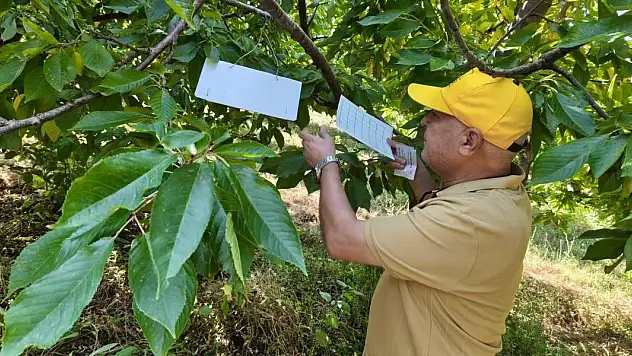 Beyşehir'de patates ekili alanlarda zararlı alarmı