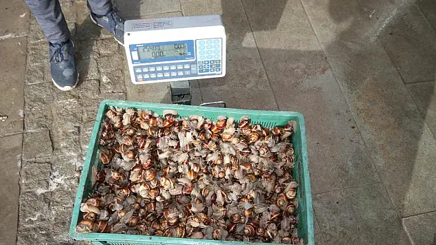 Beyşehir'de salyangoz toplama işi, gelir kaynağı oldu