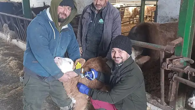 Beyşehir'de şap aşısı kampanyası sürüyor
