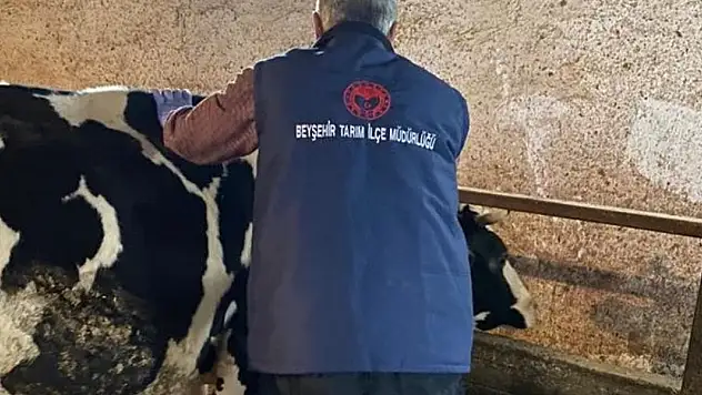 Beyşehir'de şap aşısı yapılıyor