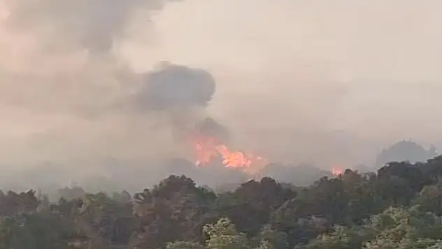 Beyşehir'de Sazlık Yangını Ormana Sıçradı!