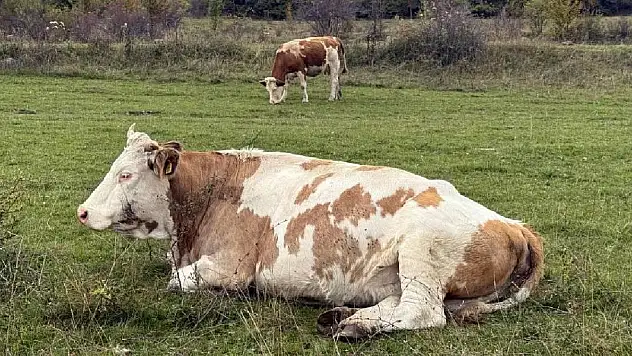 Bilim insanlarına göre, hayvanlar bitkilerin çıkardığı gizli seslere tepki veriyor