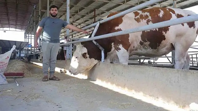 Bin 400 kiloluk devasa tosun servet değerindeki fiyatıyla alıcısını bekliyor