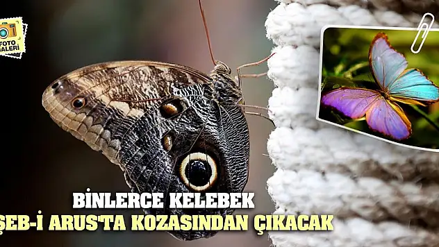 Binlerce kelebek Şeb-i Arus'ta kozasından çıkacak