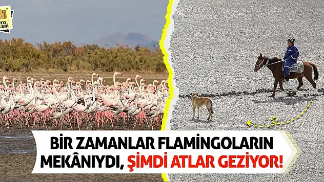Bir Zamanlar Flamingoların Mekânıydı, Şimdi Atlar Geziyor!