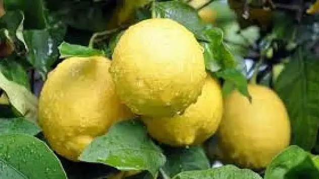 Birçok kişi bilmiyor ve çöpe atıyordu! Limon kabuklarının sıra dışı 5 kullanım alanı