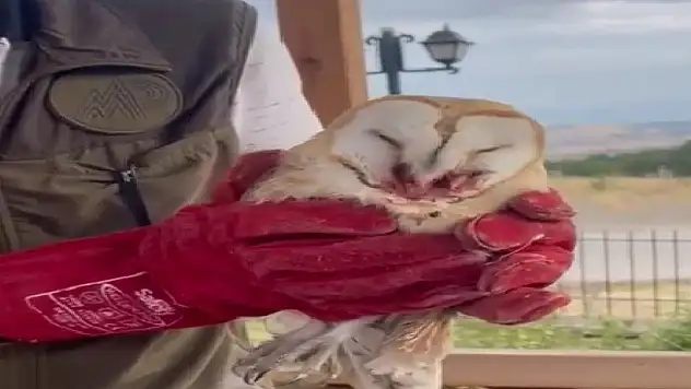 Bitkin halde bulunan peçeli baykuş tedavi edildi