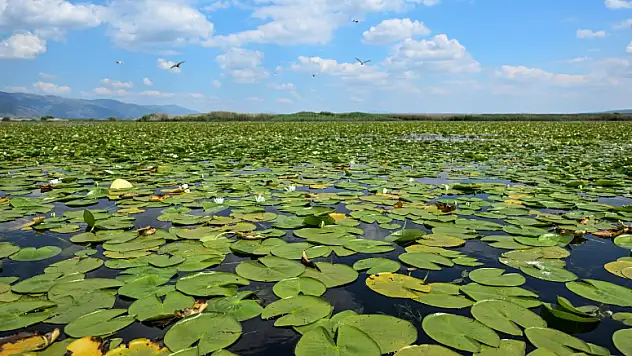 Biyoçeşitlilik ve habitatın korunması için geliştirilen projeler desteklenecek