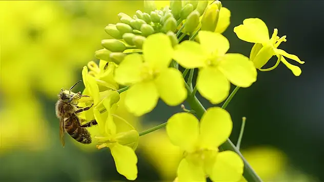 Biyoçeşitlilik ve habitatın korunması için geliştirilen projelere destek verilecek