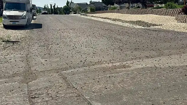 Böcekler kenti istila etti: Kar küreme araçları devrede