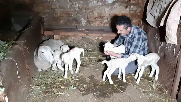 Bolu'da bir koyun tek seferde beşiz doğurdu