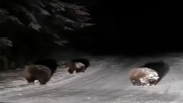 Bolu'da karlı yoldaki bozayılar kamerada