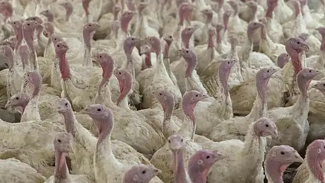 Bolu'da üreticilere 'kuş gribi'uyarısı