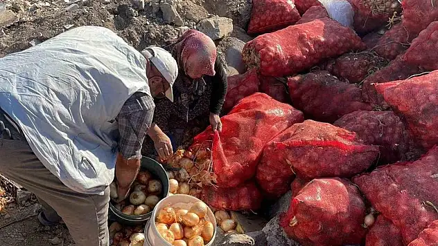 Boş araziye dökülen tonlarca soğanı vatandaşlar evlerine götürdü