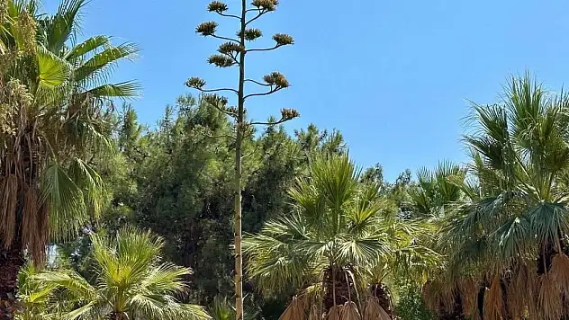Bu bitkiyi koparmanın cezası 387 bin TL