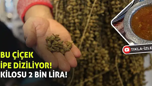 Bu Çiçek İpe Diziliyor! Kilosu 2 Bin Lira!