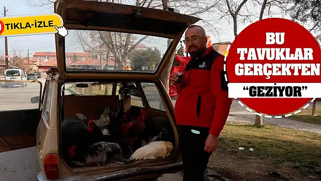 Bu tavuklar gerçekten 'geziyor'