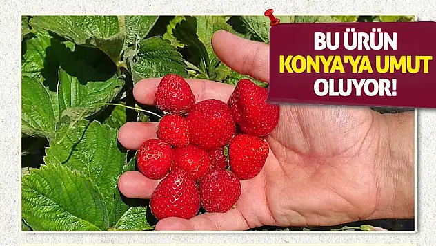 Bu ürün Konya'ya umut oluyor!