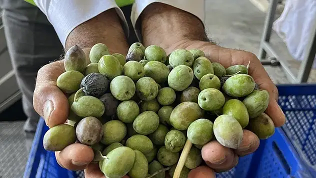 Bu yıl 3,6 milyon tonluk zeytin rekoltesi bekleniyor