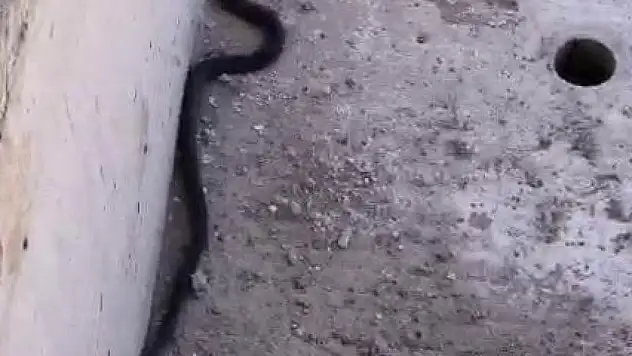 Bu yılanı gören yolunu değiştirir
