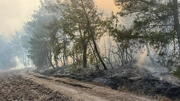 Bursa'da orman yangını
