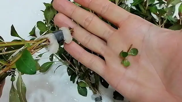 Büyümesi ve solmaması için mutlaka budanması gereken 6 bitki! Çiçek uzmanları da öneriyor