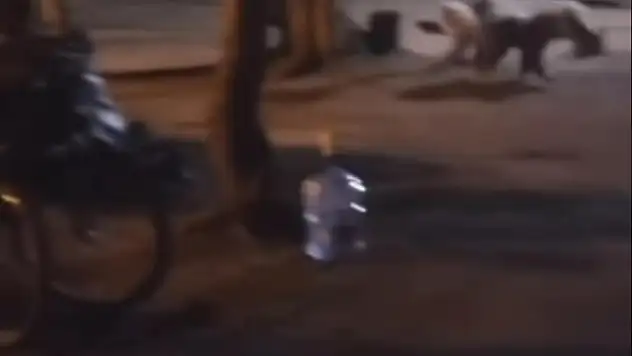 Çadır kuran ailenin yanına aç kalan ayı geldi
