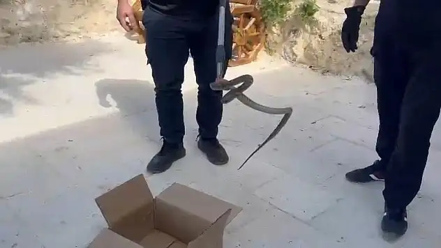 Cami avlusuna giren yılan, itfaiye ekipleri tarafından yakalandı