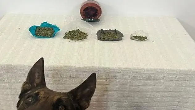 Çantadan çıkan kavanozda esrar yakanladı