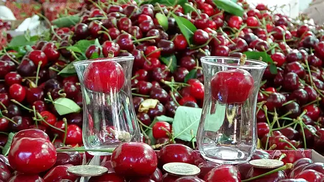 Çay bardağına sığmayan 'Lapseki devi' kirazda hasat zamanı