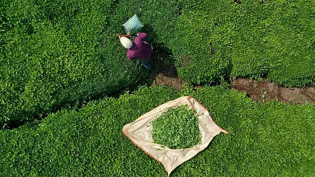 ÇAYKUR yaş çayda serbest alıma başlıyor