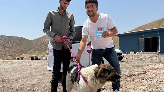 Ceylan Ertem sahibinin mezarından ayrılmayan köpeğe kucak açtı