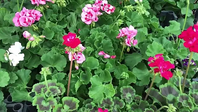 Çiçeğinize yarım bardak verdiğinizde çiçeğinizin coşmasını sağlıyor! Birçok kişi tahmin etmemişti