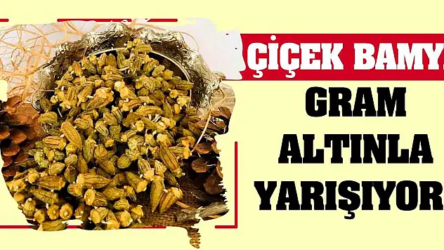 Çiçek Bamya Gram Altınla Yarışıyor!